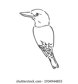 black outlined kookaburra bird-vector drawing, kookaburra vector sketch illustration on white background