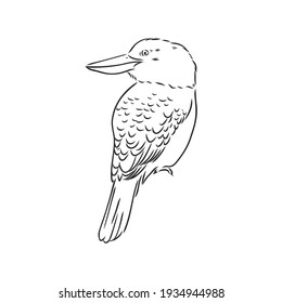 black outlined kookaburra bird-vector drawing, kookaburra vector sketch illustration on white background