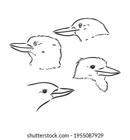 black outlined kookaburra bird-vector drawing, kookaburra vector sketch illustration on white background