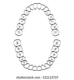 black outlined lower & upper set of teeth-vector drawing