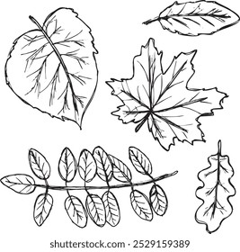 Black outlines of autumn leaves. Hand-drawn doodles on a white background. Pattern illustration for textile print, wrapping paper, wallpaper, coloring pages etc.