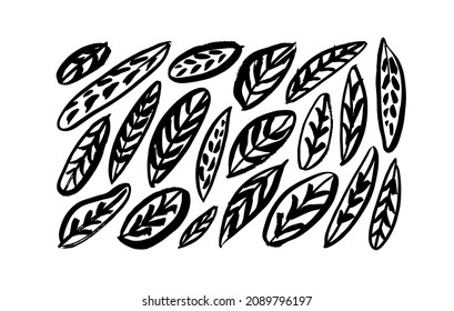 Black paint brush leaves vector collection. Set of black silhouettes leaves with bold veins. Hand drawn eucalyptus foliage, herbs, exotic plants. Vector ink elements isolated on white background.