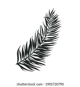 Black Palm Leaf Silhouette. Ralistic Botanical Clipart. Leaf Shadow