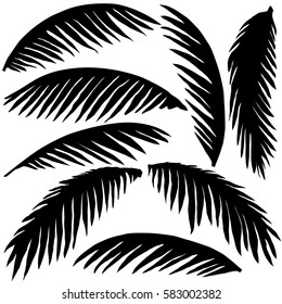 black palm leaves isolated on white background