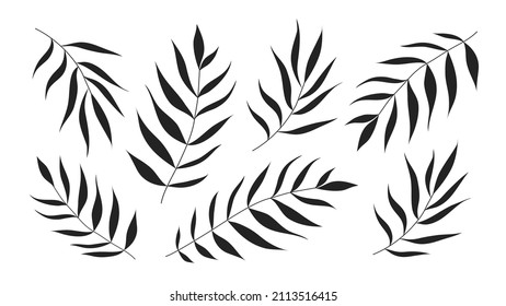 Black palm leaves isoted on white background. Black silhouette vector illustration.