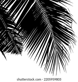 Black palm leaves silhouette on white background. Vector illustration
