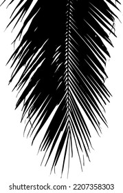 Black palm leaves silhouette on white background. Vector illustration