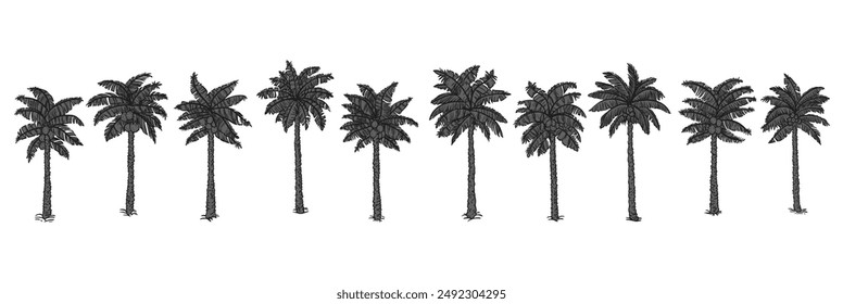 Black palm tree set vector illustration on white background silhouette art black white stock illustration