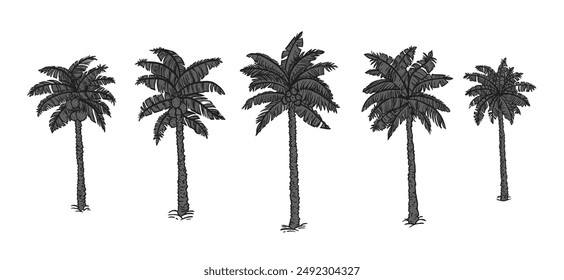 Black palm tree set vector illustration on white background silhouette art black white stock illustration