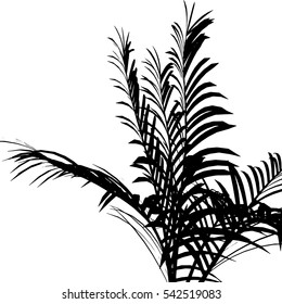 Black palms leafs on white background isolated. Vector Illustration.
