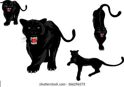 Black panters set. Isolated on white vector illustration