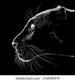 Black Panther  animal illustration, nature conservation vector