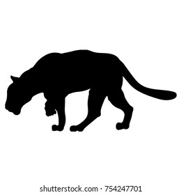 Black panther creeps up to victim