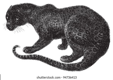 Black panther (Felis Leopardus melas) / vintage illustration from Meyers Konversations-Lexikon 1897