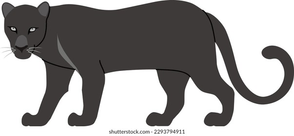 The black panther isolated on white background