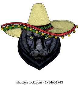 Black panther, puma. Sombrero mexican hat. Head of animal. Wild cat portrait.