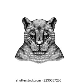 Black panther. Wild Animal. Tropical cat. Hand drawn sketch. Vector engraved illustration for logo and T-shirts or tattoo.