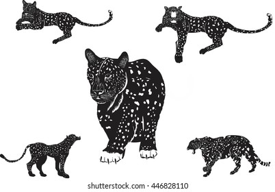 Black panthers leopards set isolated on white vector illustration