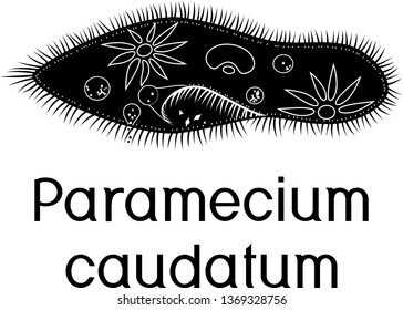 Black Paramecium caudatum in flat style