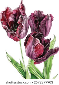 Black Parrot tulip. Watercolor botanic illustration vector isolated on white background