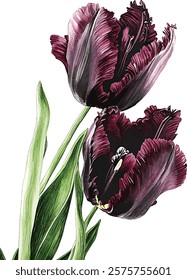 Black Parrot tulip. Watercolor botanic illustration vector isolated on white background