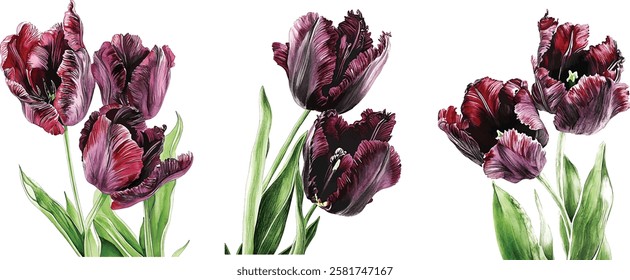 Black Parrot tulip. Watercolor botanic illustration vector isolated on white background