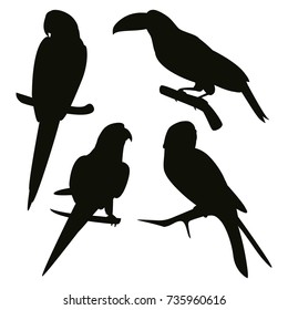 black parrots