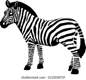 Black pattern representing a zebra on a white background