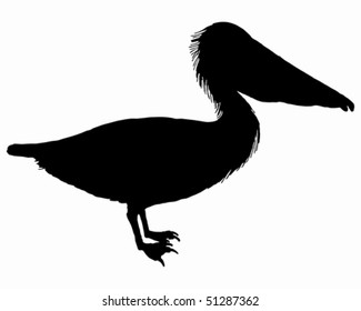 Black pelican