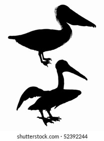 Black pelicans