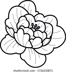 black peony sketch flower art