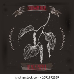 Black pepper aka Piper nigrum hand drawn sketch on black. Culinary herbs collection. Great for cooking, medical, gardening design