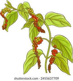 Black Pepper Branch Colored Detailed Illustration