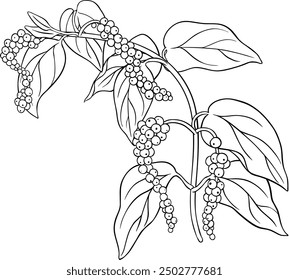 Black Pepper Branch Outline Illustration