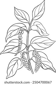 Black Pepper Branch Outline Illustration