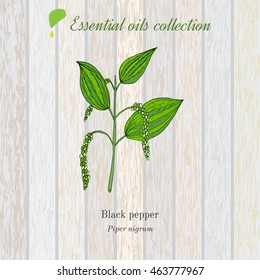 Black pepper, essential oil label, aromatic plant. Vector illustration