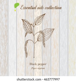 Black pepper, essential oil label, aromatic plant. Vector illustration