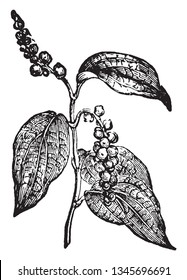 Black pepper is a flowering vine in the family Piperaceae. Seed spirally arranged on stem. Leaves are ovoid shaped, vintage line drawing or engraving illustration.