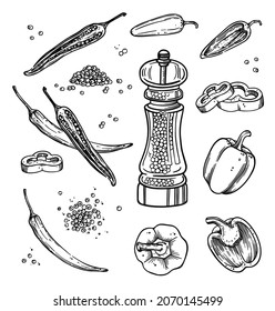 Black pepper hand drawn set with dryed seeds. Peppercorn heap in vintage line art style. Spice white and chili pepper sketch in black and white style. Isolated vector illustration in white background.