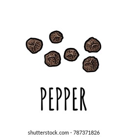 Black pepper. Isolated on white background. Vector color vintage engraving illustration. Hand drawn design element for label and poster