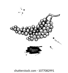 Black pepper plant branch vector drawing. Botanical illustration. Vintage hand drawn spice sketch. Herbal seasoning ingredient, culinary and cooking flavor.