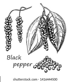 Black pepper plant branch vector drawing. Pepper Peas. Botanical illustration. Vintage hand drawn spice sketch. Seasonings ingredient, culinary and cooking flavor.