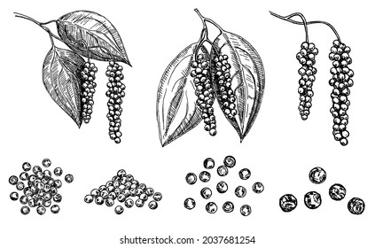 Black pepper plant branch vector drawing. Pepper Peas. Botanical illustration. Vintage hand drawn spice sketch. Seasonings ingredient, culinary and cooking flavor.