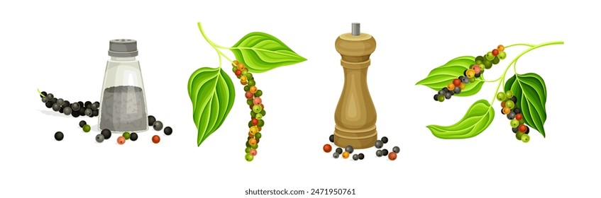 Black Pepper Plant with Green Leaf and Peppercorn Vector Set