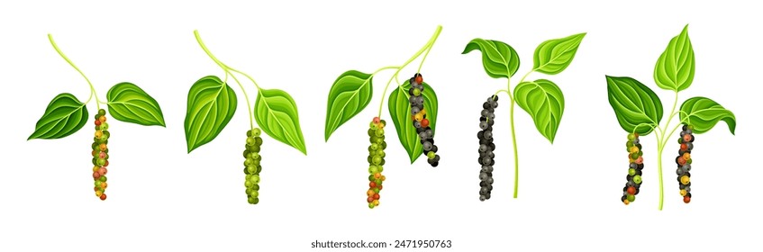 Black Pepper Plant with Green Leaf and Peppercorn Vector Set