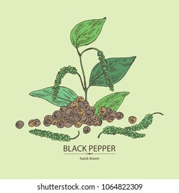 Black pepper: plant, pepper and leaves. Vector hand drawn illustration.
