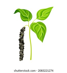 Black pepper plant. Natural organic herb spice design vector illustration