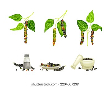 Black Pepper Plant as Natural Organic Herb Spice with Corn Hanging on Green Leafy Branch and Dry Seeds Vector Set