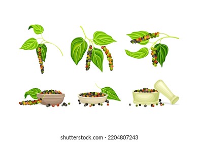 Black Pepper Plant as Natural Organic Herb Spice with Corn Hanging on Green Leafy Branch and Dry Seeds Vector Set