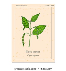 Black Pepper plant (piper nigrum). Hand drawn botanical ector illustration